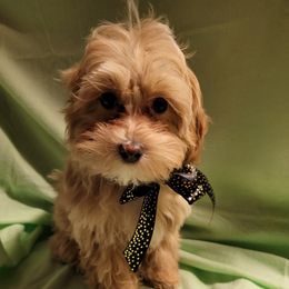 Assorted Doodle Crosses Puppies from Oasis Cotonpoos