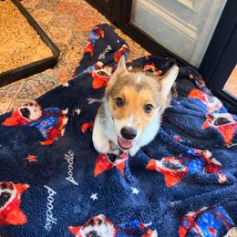 Monty Jr - Red male Pembroke Welsh Corgi puppy in Snellville, Georgia from Laur's Classic Corgis