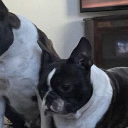 Boston Terriers from Debbie Coleman's Boston Terriers