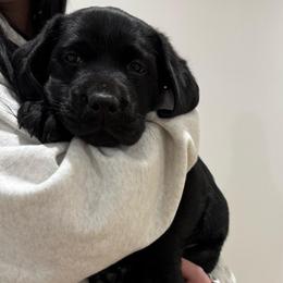 Girl 6 orange - Black female Labrador Retriever puppy in Ledyard, Connecticut from Outback Stables