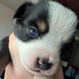 Blackberry - Black tri male Toy Australian Shepherd puppy in Lakeland, Florida from Under the Oak Aussies