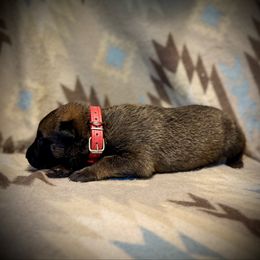 Red - Fawn male Belgian Malinois puppy in Constantia, New York from Creek Corners