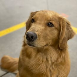 Faline  - Golden Retriever