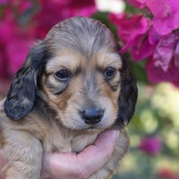 Dachshund puppies from Sunkissed Doxies
