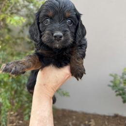 Saint - Sable and white male Cockapoo puppy in Alexandria, Alabama from Bright and Beautiful Cockapoos and Doodles