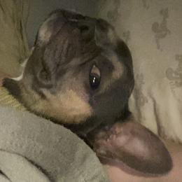 Boston Terrier, Companion Cross, and French Bulldog All Grown Up from Cozy Companions