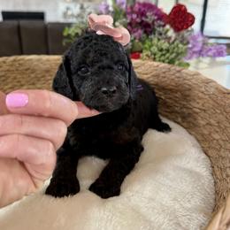 Purple collar - Phantom female Goldendoodle puppy in Indiahoma, Oklahoma from Farm Fresh Doodles