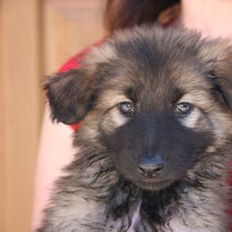 Shiloh Shepherd Puppies from Solace Shilohs