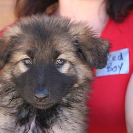 Shiloh Shepherd Puppies from Solace Shilohs
