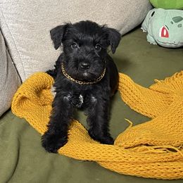 Honey-Yellow collar Girl - Black female Miniature Schnauzer puppy in San Diego, California from KMS-Miniature Schnauzers