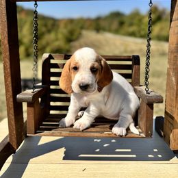 Eloise - Lemon and white female Basset Hound puppy in Bellaire, Ohio from Blessed Bassets