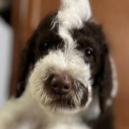 Bingo - Parti Goldendoodle puppy in Franklin, North Carolina from Carolina Doodles