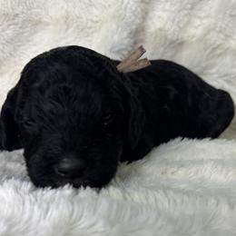 Caroline - Phantom female Goldendoodle puppy in Cleveland, Georgia from The O.G. Doodles