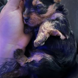 Australian Shepherd and Yorkshire Terrier Puppies from Lovey-dovey Aussies & Yorkies