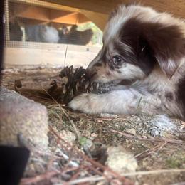 Miniature Australian Shepherd Puppies from Lil’ Bit Farms