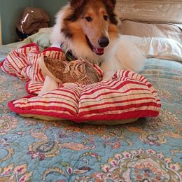 Collie All Grown Up from Caleb’s Collies