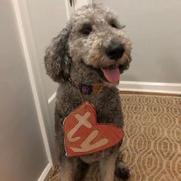 Goldendoodle All Grown Up from Simply Doodles LLC