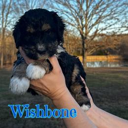 Boy 4 - male Bernedoodle puppy in St. James, Missouri from Backwoods Bernedoodles