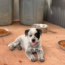 Australian Cattle Dog puppies from A2 Australian Cattle Dogs