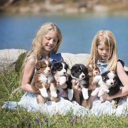 Australian Shepherd Puppies from Trilogy Australian Shepherds