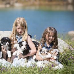 Australian Shepherd Puppies from Trilogy Australian Shepherds