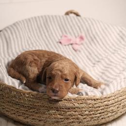 Pink Girl 3422 includes USdelivery - Red  female Goldendoodle puppy in Mayfield, Utah from Ruff Country Doodles