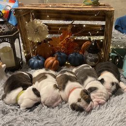 Bulldog puppies from Burrell’s Bulldog Kingdom