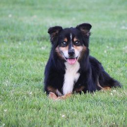 Ace - Australian Shepherd