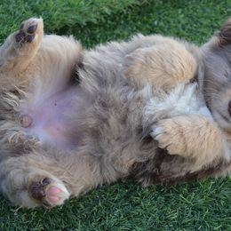 Miniature Australian Shepherd Puppies from Battleborn Aussies and Bengals
