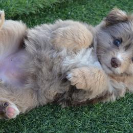 Miniature Australian Shepherd Puppies from Battleborn Aussies and Bengals