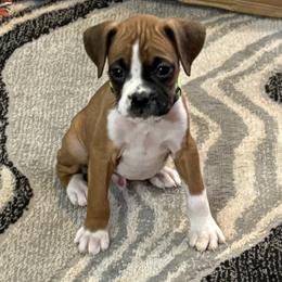 Luke - Fawn male Boxer puppy in Ocala, Florida from Bowers Boxers