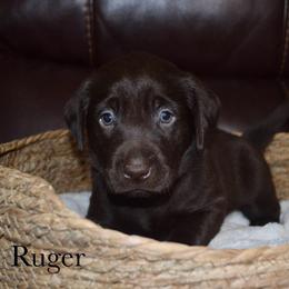Ruger - Chocolate male Labrador Retriever puppy in Hillman, Michigan from Northrop Farm