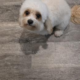 Nova - Cavapoo