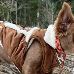 Dogues de Bordeaux and French Bulldogs from Kindly kain