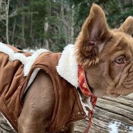 Dogues de Bordeaux and French Bulldogs from Kindly kain