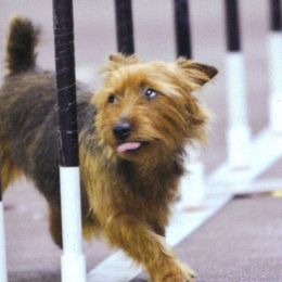 Australian Terriers from Johmanda