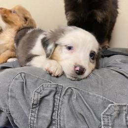 Aussiedoodle and Australian Shepherd Puppies from RoseWest Farms