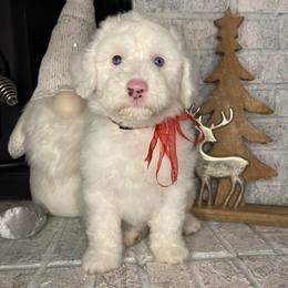 Black - White female Sheepadoodle puppy in Archer, Florida from Gainesville Sheepadoodles
