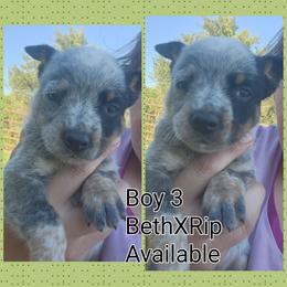 Boy 3 - Blue male Australian Cattle Dog puppy in Bradford, Arkansas from Cedar Rock Heelers and Kelpies