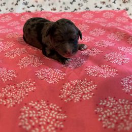 Venice - Red merle female Bordoodle puppy in Republic, Missouri from Holland Hilltop Farm