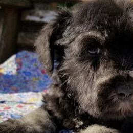 Miniature Schnauzers from Mini Schnauzers Champion Sired