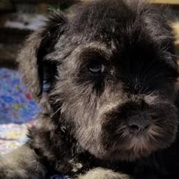 Miniature Schnauzers from Mini Schnauzers Champion Sired