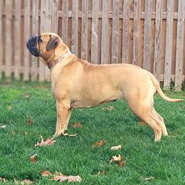 Diamond - Bullmastiff