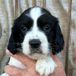 Red - Black and white male English Springer Spaniel puppy in Godley, Texas from Legacy Springer Spaniels
