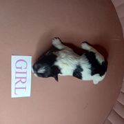 Girl 3 - Black and white female Shorkie puppy in Boca Raton, Florida from Tina-Marie's Pups