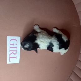 Girl 3 - Black and white female Shorkie puppy in Boca Raton, Florida from Tina-Marie's Pups