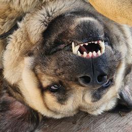 Central Asian Shepherd Dogs and Kangals from VSH Kangal Dogs