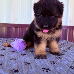 Helga- Girl 3 - Black and red female German Shepherd puppy in Watervliet, Michigan from Von Kingsburg Shepherds