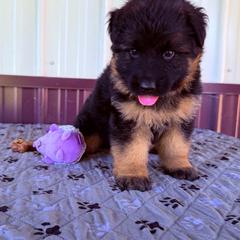 Helga- Girl 3 - Black and red female German Shepherd puppy in Watervliet, Michigan from Von Kingsburg Shepherds