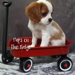 Cavalier King Charles Spaniel Puppies from Pups on the Ridge